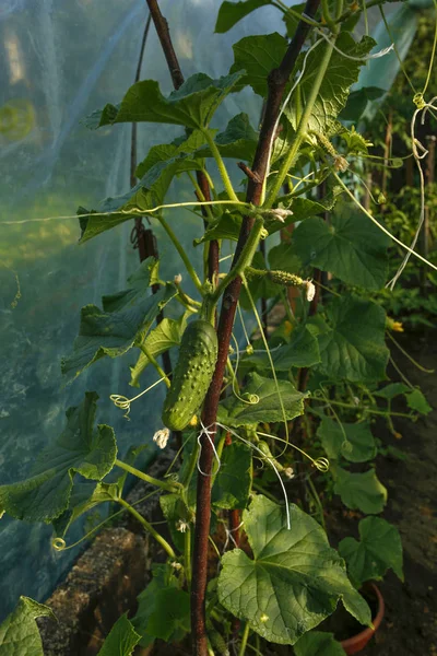 Organic cucumbers in a greenhouse — Stock Photo, Image