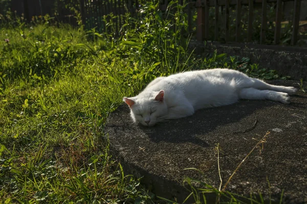 Lindo gato blanco durmiendo en el jardín — Foto de Stock