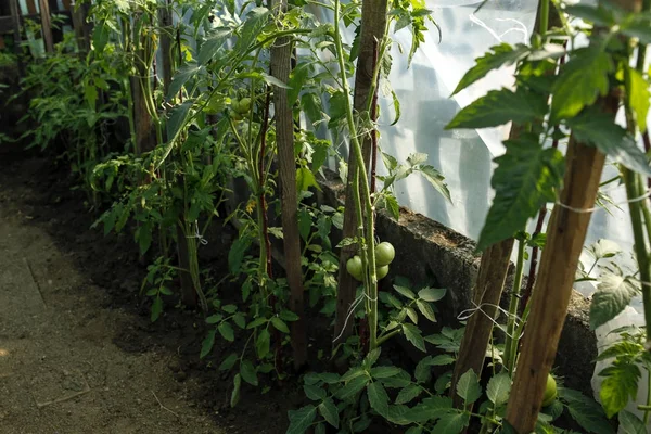 Biologische tomaten in de serre — Stockfoto