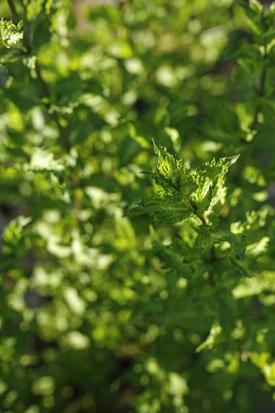 Fondo de planta de menta verde —  Fotos de Stock