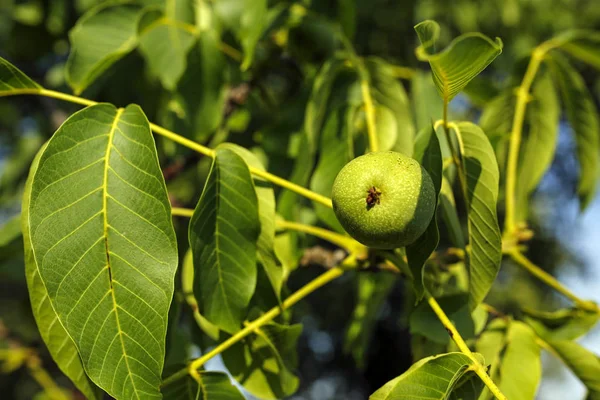 Closeup vlašských ořechů na větvi — Stock fotografie