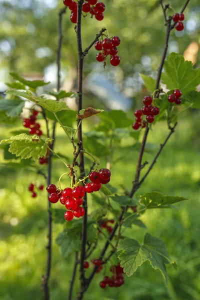 Bush üzerinde kırmızı kuş üzümü — Stok fotoğraf