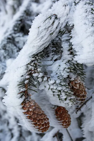 Sneeuw bedekt conifer takken met kegels — Stockfoto