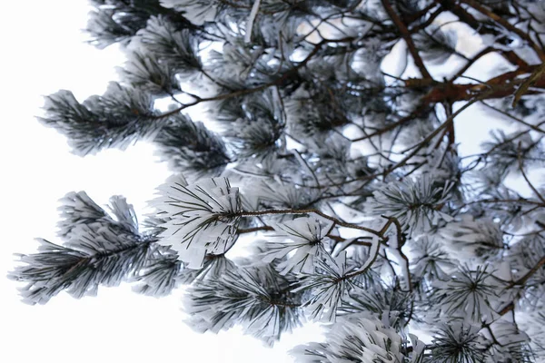 Winter achtergrond-pijnboomtakken met vorst — Stockfoto