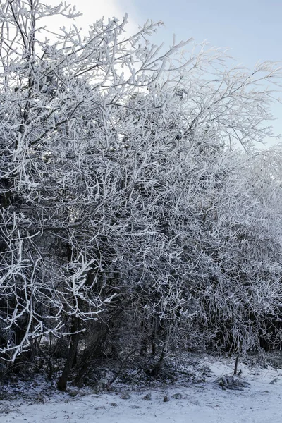Замороженные ветви - зимний пейзаж — стоковое фото