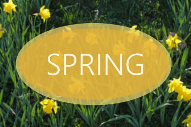 Nergis alan arka plan bahar konseptiyle