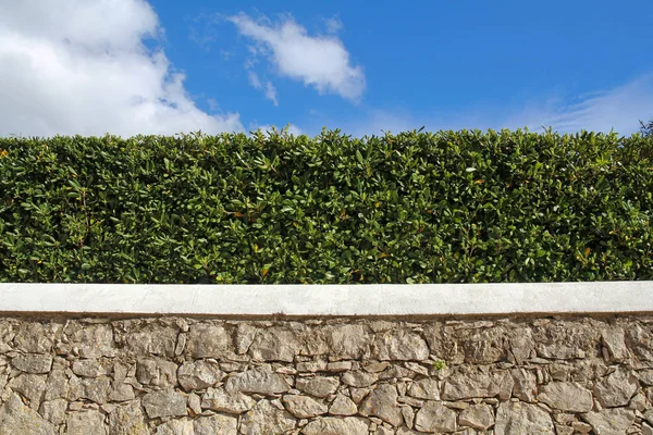 old stone wall, hedge and blue sky