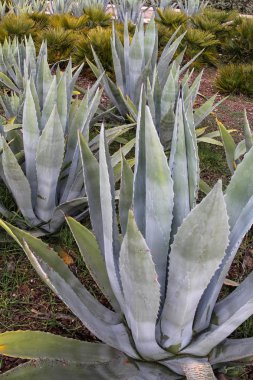 Aloe Vera fabrikasına yakın çekim