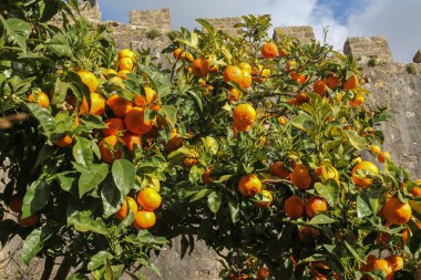 Obidos, Portekiz olgunlaşmış meyve ile portakal ağacı