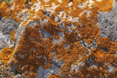 taş üzerinde sarı yosun