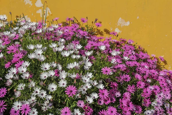 Belas flores margaret contra a parede laranja — Fotografia de Stock