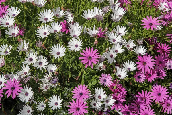 Фон з квітів рожевого та білого маргарита — стокове фото