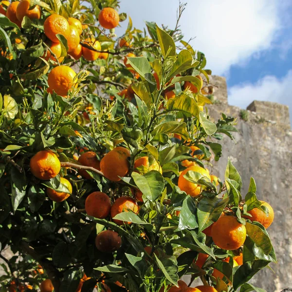 Naranjo con frutas maduras en el día soleado — Foto de Stock