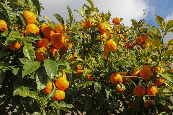 Naranjo con frutas maduras en el día soleado — Foto de Stock