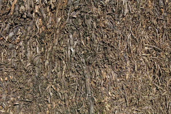 Tree Roots Background Texture — Stock Photo, Image