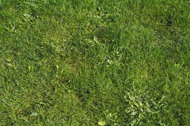 Yeşil Çimen Arkaplanı