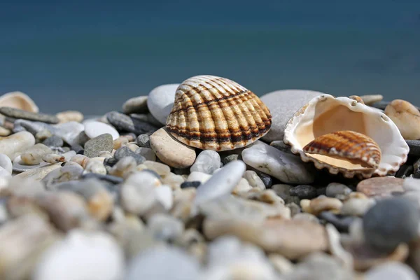 Primer plano de conchas con mar turquesa en el fondo — Foto de Stock