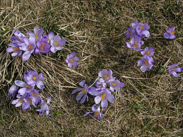 Violet crocuses in a meadow — Stock Photo, Image