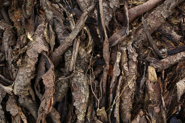 Bark träd bakgrund eller konsistens — Stockfoto