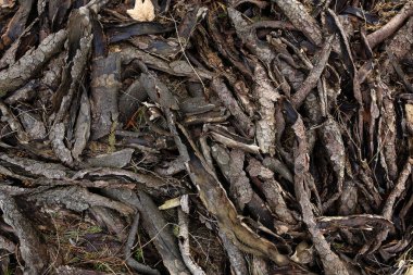 kabuk ağaç arka plan veya doku