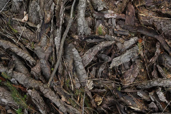 Latar belakang atau tekstur pohon gonggongan — Stok Foto