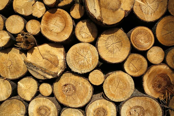 Wooden logs background or texture — Stock Photo, Image