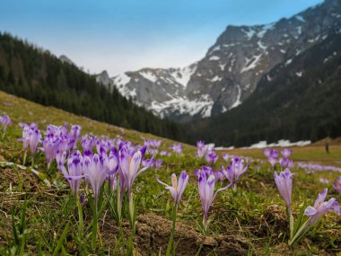 çiğdemler dağ glade üzerinde