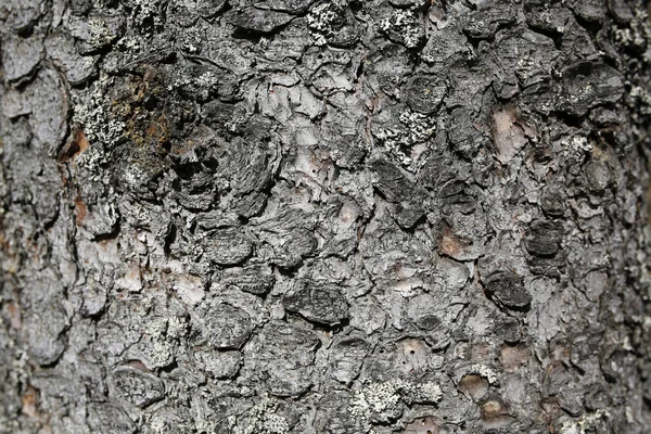 Casca de árvore fundo ou textura — Fotografia de Stock