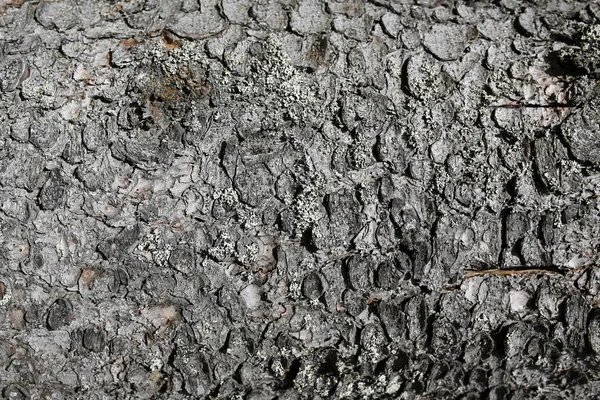 Fondo o textura de corteza de árbol —  Fotos de Stock