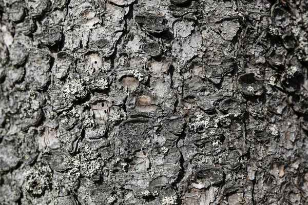 Latar belakang atau tekstur kulit pohon — Stok Foto