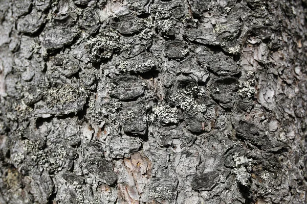 나무껍질의 배경이나 질감 — 스톡 사진