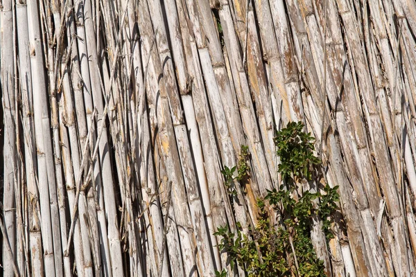 Dry reed fence texture — Stock Photo, Image