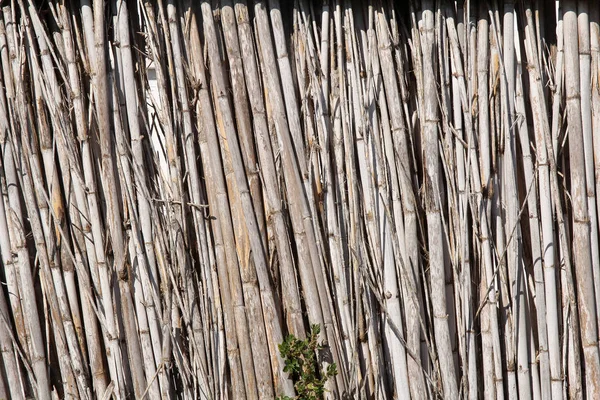 干燥的芦苇栅栏纹理 — 图库照片