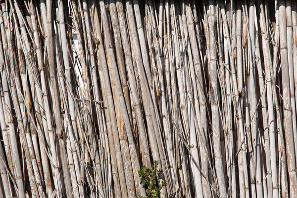 Dry reed fence texture