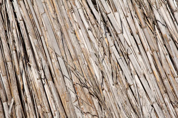 Dry reed fence texture — Stock Photo, Image