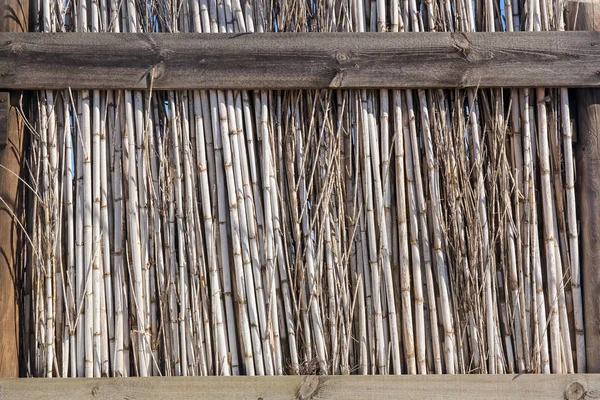 Dry reed fence texture — Stock Photo, Image