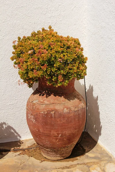 Panela de barro com flor suculenta na rua da cidade espanhola — Fotografia de Stock