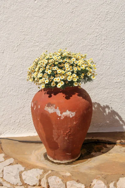 Pot d'argile avec de minuscules fleurs jaunes dans la rue de la ville espagnole — Photo