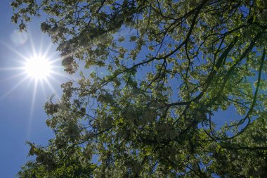 çiçeği ağaç bahar ve güneş fişekleri