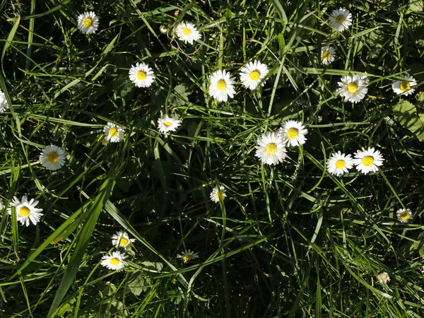 Flores da margarida em uma grama exuberante — Fotografia de Stock
