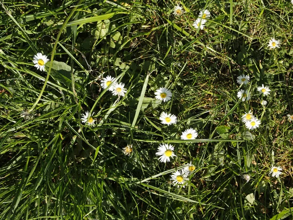 Fleurs de marguerite dans une herbe luxuriante — Photo