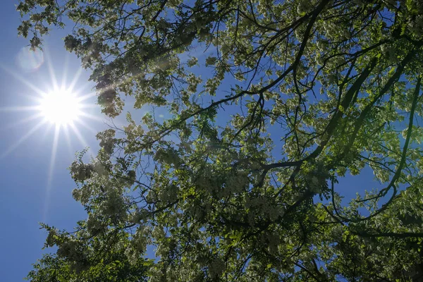 çiçeği ağaç bahar ve güneş fişekleri