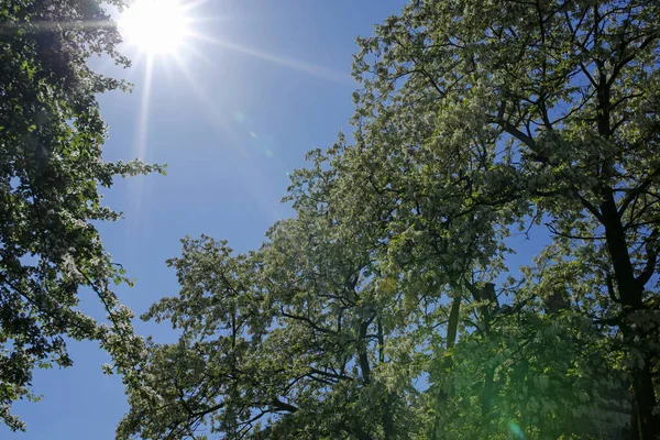 Árbol de flor de primavera y las bengalas del sol — Foto de Stock