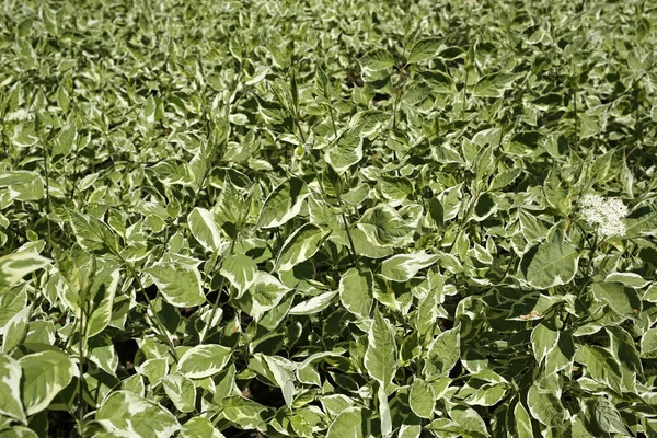 Grön blommig naturliga bakgrund — Stockfoto