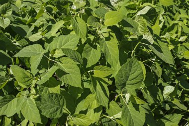 yeşil çiçek doğal arka plan