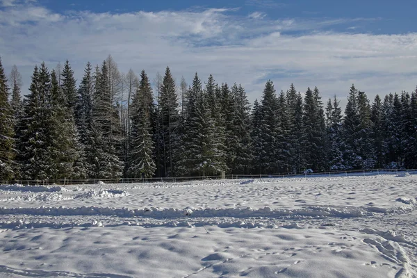 Mavi gökyüzüne karşı karla kaplı ladin ağaçları — Stok fotoğraf