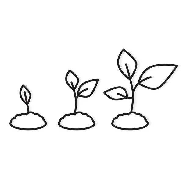 Estágio- ilustração vectorial do crescimento das plantas —  Vetores de Stock