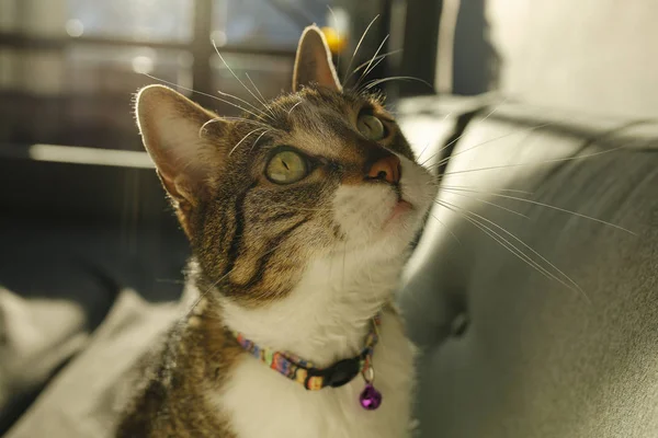 Portret van schattige bruine kat — Stockfoto