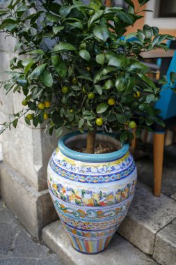 Dekoratif bir saksıda limon ağacı