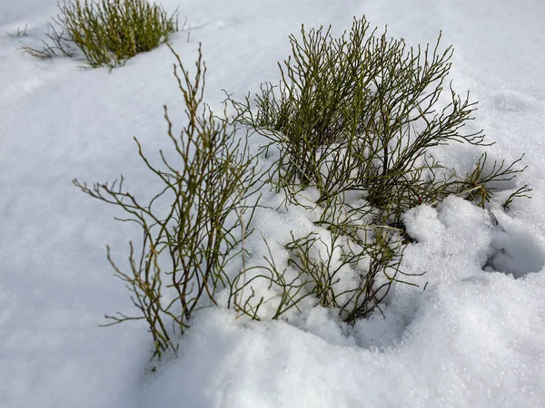 Groene plant in de sneeuw — Stockfoto